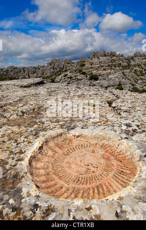 Ammonit Fossil am TheTorcal in Antequera, Erosion, die Arbeit an Jura Kalksteine. Provinz Malaga, Andalusien, Spanien Stockfoto