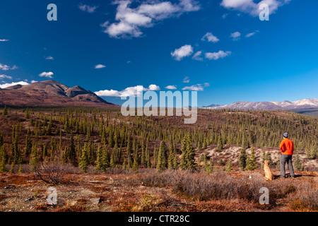 Wanderer und seinem Hund Anzeigen von den Ausläufern der Alaska Range von Denali Highway, Yunan Alaska, Herbst Stockfoto