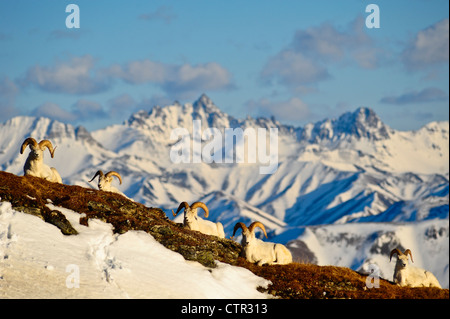 Band Dallschafe Rams ruht auf Mt Margaret Alaska Range Fang Berg im Hintergrund innen Denali National Park zu bewahren Stockfoto