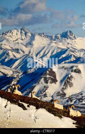 Band Dallschafe Rams ruht auf Mt Margaret Alaska Range Fang Berg im Hintergrund innen Denali National Park zu bewahren Stockfoto