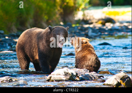 Brauner Bär spielt mit seiner Mutter an der Russian River, Kenai-Halbinsel, Yunan Alaska Stockfoto