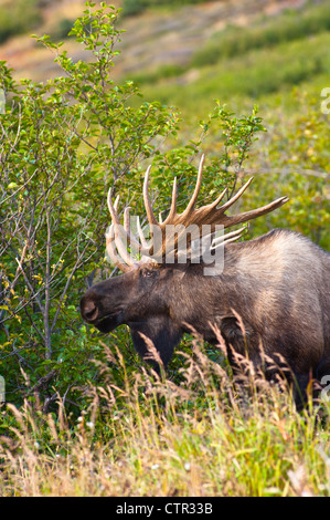 In dicken Pinsel in der Nähe von Powerline Pass im Chugach State Park in der Nähe von Anchorage in Alaska Yunan am großen Elchbullen stehen Stockfoto