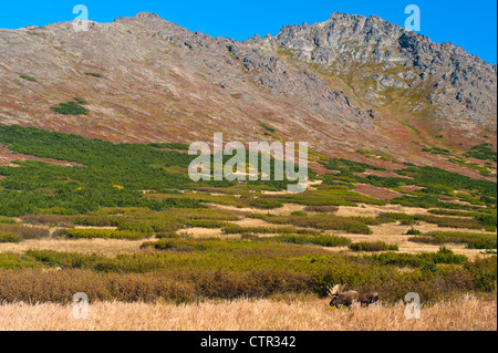 In dicken Pinsel in der Nähe von Powerline Pass im Chugach State Park in der Nähe von Anchorage in Alaska Yunan am großen Elchbullen stehen Stockfoto