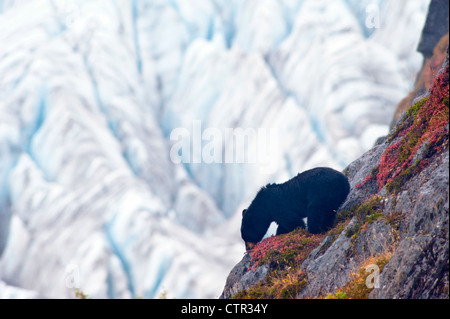 Ein schwarzer Bär füttert auf Beeren steilen Felsen in der Nähe von Harding Icefield Trail Exit-Gletscher in Kenai Fjords Nationalpark Stockfoto