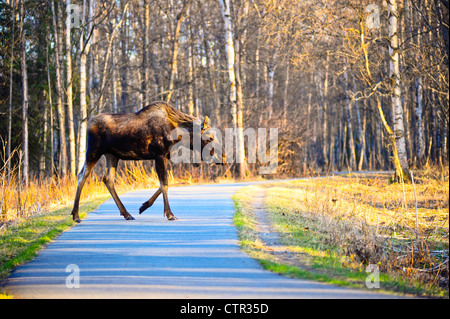 Ein Stier Elch kreuzt die Tony Knowles Coastal Trail in Kincaid Park, Anchorage, Alaska Yunan, Frühling Stockfoto