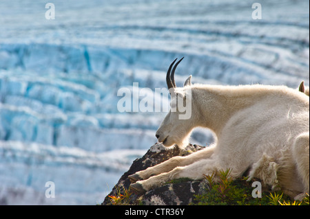 Nahaufnahme von einer weiblichen Bergziege liegen auf einem Hügel mit Exit-Gletscher im Hintergrund, Yunan Alaska, Sommer Stockfoto