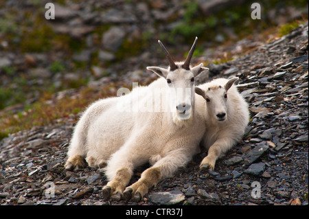 Bergziege Kindermädchen ihr Kind ruhen auf Hügel in der Nähe von Harding Icefield Trail Exit-Gletscher in Kenai Fjords Nationalpark in Stockfoto