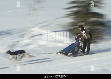 Musher Rennen um Kurve Botschafter Laufwerk am zweiten Tag Fur Rondy World Champion Sled Dog Race Anchorage Yunan Alaska Stockfoto