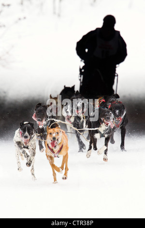 Brent Beck Rennen unter Ambassador Bridge Drive Check zeigen Sie am zweiten Tag Fur Rondy World Champion Sled Dog Race Anchorage Stockfoto