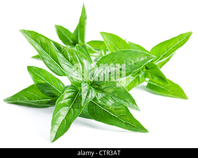 Blätter Basilikum auf weißem Hintergrund Stockfoto