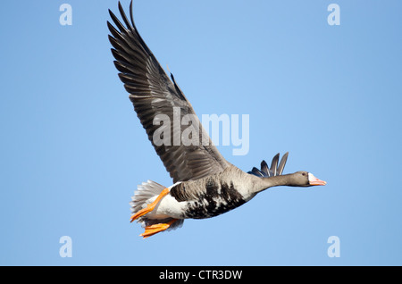 Mehr weiß – Anser Gans im Flug über Creamer Bereich wandernde Wasservögel Zuflucht, Fairbanks, Alaska Interior, Frühling Stockfoto