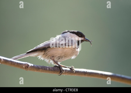 Schwarz-capped Meise mit einer verwilderten, deformierte Rechnung thront auf einem Ast, Fairbanks, Alaska Interior, Frühling Stockfoto