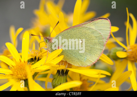 Hecla Schwefel Schmetterling thront Flügel geschlossen auf schwarz-bestückte Greiskraut Blüte in der Nähe von Teklanika River Denali Nationalpark Stockfoto