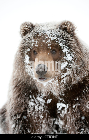 CAPTIVE: Männliche Braunbären mit einem frostigen Gesicht liegender Schnee auf, Alaska Wildlife Conservation Center, Yunan Alaska, Winter Stockfoto