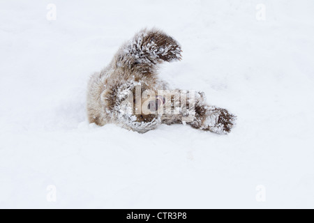 CAPTIVE: Junge weibliche Kodiak Brown liegend auf Schnee, Alaska Wildlife Conservation Center, Yunan Alaska, Winter Stockfoto