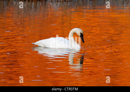 Trompeter Schwan in der untergehenden Sonne beleuchtete Wasser Potter Marsh, Anchorage, Alaska Yunan, Herbst Stockfoto