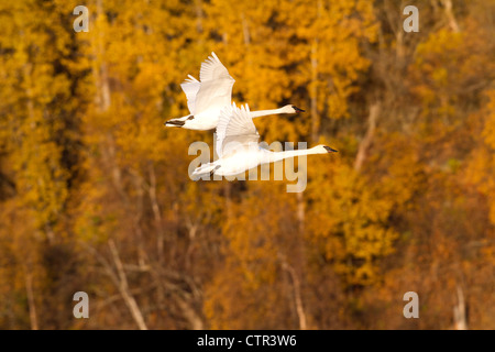 Zwei Trumpeter Schwäne im Flug über Potter Marsh, Anchorage, Alaska Yunan, Herbst Stockfoto