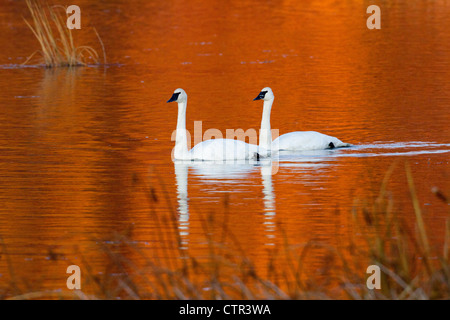 Zwei Trumpeter Schwäne im Sonnenuntergang beleuchtet Wasser Potter Marsh, Anchorage, Alaska Yunan, Herbst Stockfoto