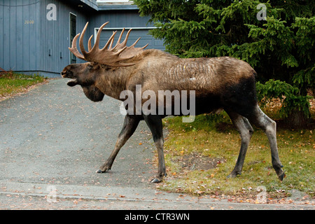 Großen Elchbullen Spaziergänge entlang einer Wohnstraße, Anchorage, Alaska Yunan, Herbst Stockfoto