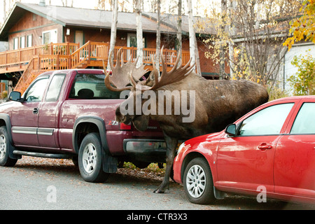 Großen Elchbullen Spaziergänge entlang einer Wohnstraße, Anchorage, Alaska Yunan, Herbst Stockfoto