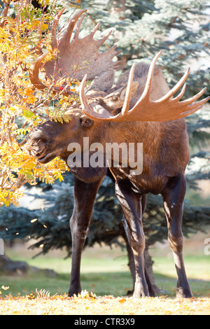 Großen Elchbullen isst von Bäumen in einer Nachbarschaft, Anchorage, Alaska Yunan, Herbst Stockfoto