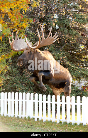 Großen Elchbullen springen weißen Lattenzaun in Anchorage, Alaska Yunan, Herbst Stockfoto