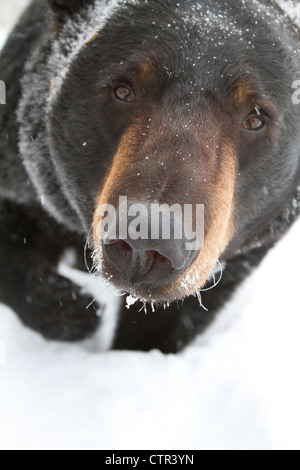 CAPTIVE: High Angle Porträt großer schwarzer Bär auf der Suche nach oben Alaska Wildlife Conservation Center Yunan Alaska Winter Stockfoto