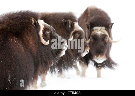 CAPTIVE: Drei weibliche Moschusochsen stehen im tiefen Schnee ein Winter Sturm, Alaska Wildlife Conservation Center, Yunan Alaska Stockfoto