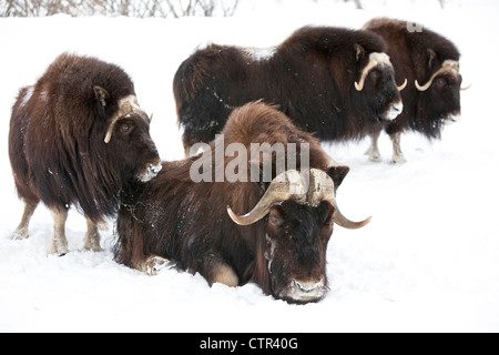 CAPTIVE: Drei Kuh einen Stier Moschusochsen Stand im tiefen Schnee während des Wintersturms Alaska Wildlife Conservation Center Yunan Stockfoto