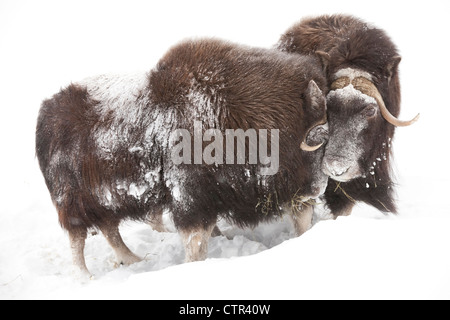 CAPTIVE: Drei weibliche Moschusochsen stehen im tiefen Schnee ein Winter Sturm, Alaska Wildlife Conservation Center, Yunan Alaska Stockfoto