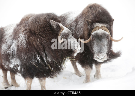 CAPTIVE: Drei weibliche Moschusochsen stehen im tiefen Schnee ein Winter Sturm, Alaska Wildlife Conservation Center, Yunan Alaska Stockfoto