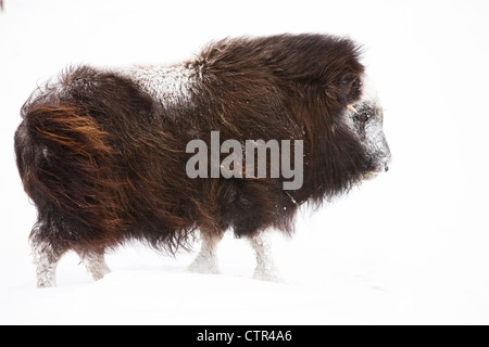 CAPTIVE: Jährling Moschusochsen steht im Schnee während eines Sturms im Alaska Wildlife Conservation Center, Yunan Alaska, Winter Stockfoto