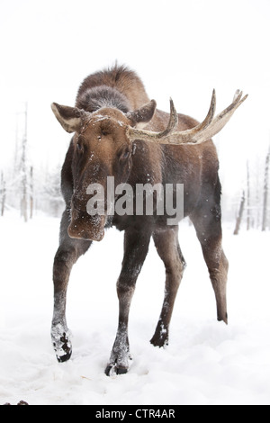 Gefangenschaft: Nahaufnahme Elchbullen fehlt ein Geweih stehen im Schnee während des Wintersturms Alaska Wildlife Conservation Center Stockfoto