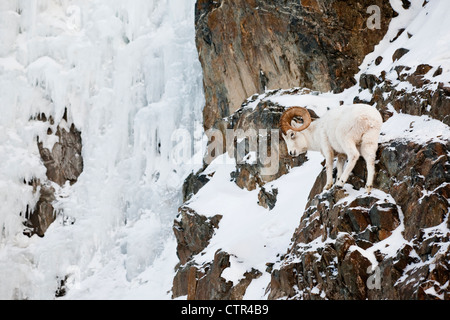 Eine voll-Curl Dall Ram steht neben einem großen Eiswand entlang den Seward Highway, Yunan Alaska, Winter Stockfoto