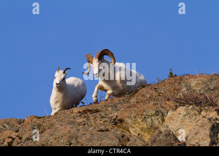 Eine Dallschafe Ram jagt ein Mutterschaf um Felsen in den Chugach Mountains in der herbstlichen Brunft, Yunan Alaska Stockfoto