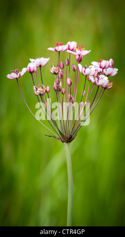 Blühende Rush (butomus umbellatus) Blütenstand Stockfoto