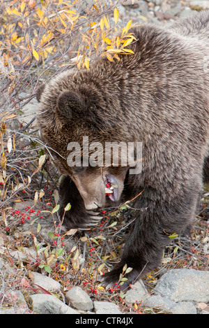 Grizzly isst rote Beeren im Herbst im Denali Nationalpark & Preserve, innen Alaska Stockfoto