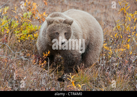 Grizzly unter Herbstlaub in Denali Nationalpark & Preserve, innen Alaska Stockfoto