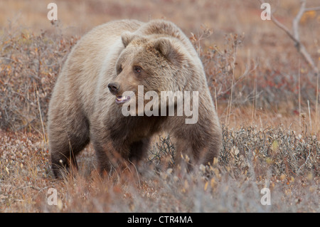 Grizzly unter Herbstlaub in Denali Nationalpark & Preserve, innen Alaska Stockfoto