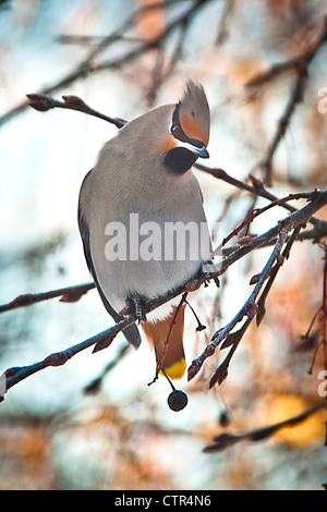 Böhmische Seidenschwanz thront auf einem Ast eines Baumes Reitens, Anchorage, Alaska Yunan, Winter Stockfoto