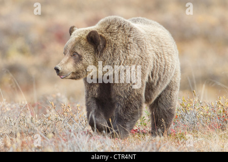 Fallen Sie drei Jahr alt Brown Bear Cub Fütterung auf spät in Beeren, Denali National Park & Preserve, innen Alaska Stockfoto