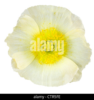 Weiße Mohnblume Makro mit gelben Zentrum, Isolated on White Background Stockfoto