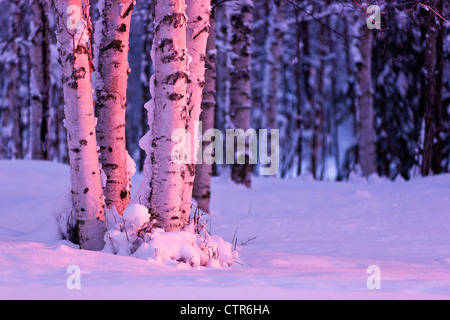 Rosa Sonnenuntergang einfallende Licht auf Birkenstämmen auf Russisch Buchse Springs Park, Anchorage, Yunan Alaska, Winter Stockfoto