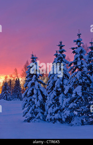 Sonnenuntergang hinter einer Reihe von Schnee bedeckt Fichten in Russisch Buchse Springs Park, Anchorage, Yunan Alaska, Winter Stockfoto