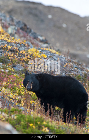 Ein schwarzer Bär auf Nahrungssuche für Beeren in der Tundra in der Nähe der Harding Icefield Trail bei Exit-Gletscher, Kenai Fjords Nationalpark Stockfoto