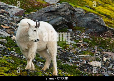 Bergziege Billy ist Weiden auf Pflanzen in der Nähe der Harding Icefield Trail am Exit-Gletscher in Kenai Fjords Nationalpark, Alaska Stockfoto