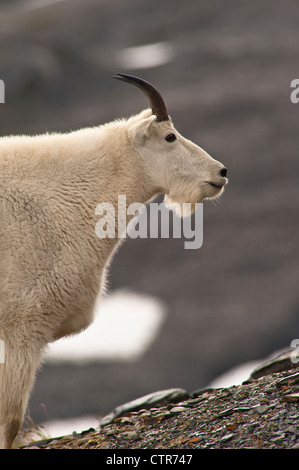 Bergziege Billy Weiden auf Pflanzen in der Nähe der Harding Icefield Trail am Exit-Gletscher in Kenai Fjords Nationalpark, Alaska Stockfoto