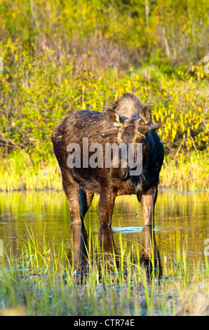 Ein junger Stier Elch auf Nahrungssuche in einem Teich in der Nähe von Tony Knowles Coastal Trail im Kincaid Park, Anchorage, Alaska, Frühjahr Stockfoto