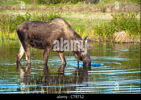 Ein junger Stier Elch auf Nahrungssuche in einem Teich in der Nähe von Tony Knowles Coastal Trail im Kincaid Park, Anchorage, Alaska, Frühjahr Stockfoto