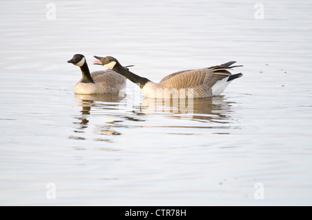 Eine Kanadagans hupt aggressiv an einem anderen, Creamer Bereich wandernde Wasservögel Zuflucht, Fairbanks, Alaska, Frühling Stockfoto